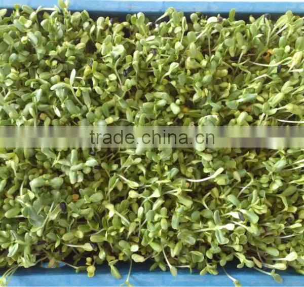 Automatic 100kg/day Barley Sprouting Machine photo-5