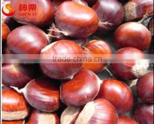Chinese Chestnut photo-3
