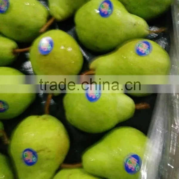 Year 2016 New Season Packham Pears