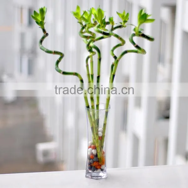 Lucky Bamboo Bonsai