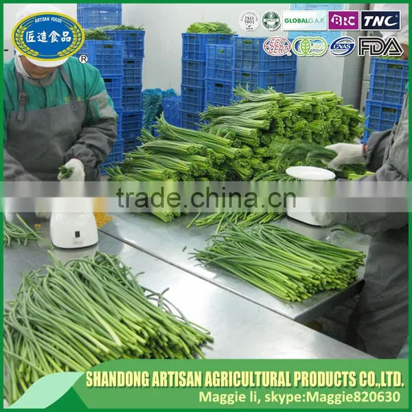 2016 Garlic Sprout,garlic Sprout Price photo-6