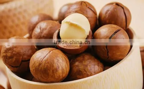 New Type Macadamia Nut Cracker Machine/macadamia Nut Opening Machine/macadamia Nut Tapping Machine photo-4