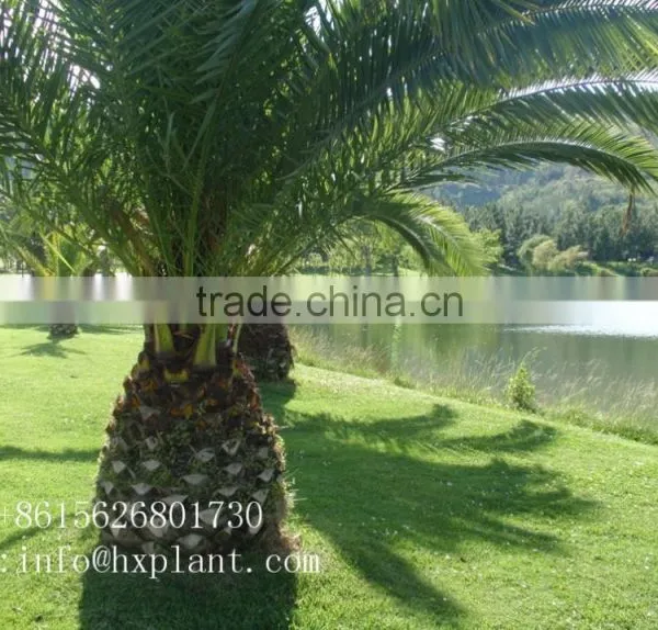 Artificial Cycas Revoluta Sago Cycas for Jurassic Period Dinosaur Hall photo-3