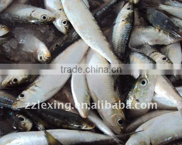 Frozen Whole Round Sardine for Bait photo-2