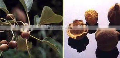 Terminalia Chebula photo-3
