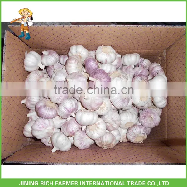 Export Chinese 4.5CM Fresh Red Garlic