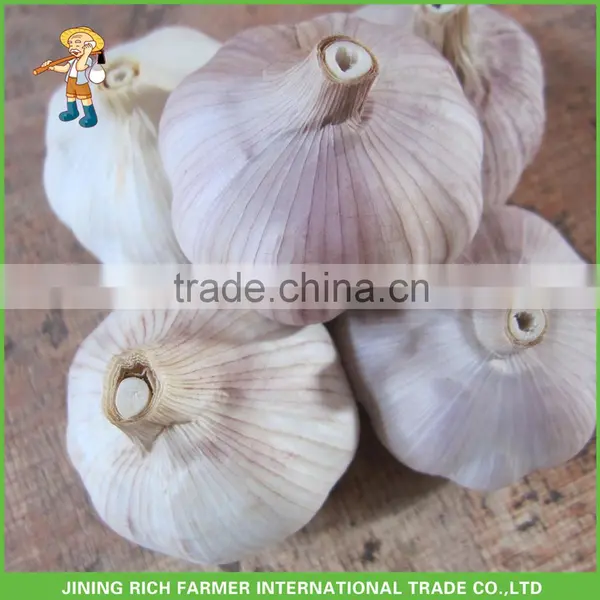 5.5CM Natural Fresh Red Garlic
