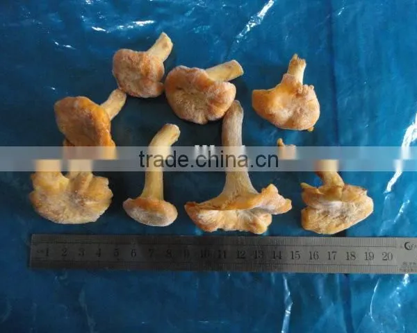 Frozen Style Chinese Chantarelle Mushroom
