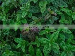 5ml Wild Mint Oil