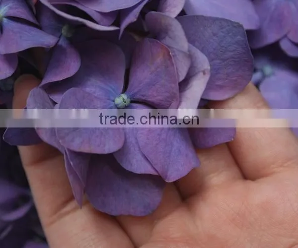Elegant in Smell Top Sell Indoor Decoration Flower of Hydrangea photo-3