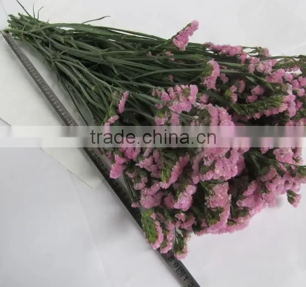 Elegant in Smell New Coming Myosotis Flower for Home Decorations photo-4