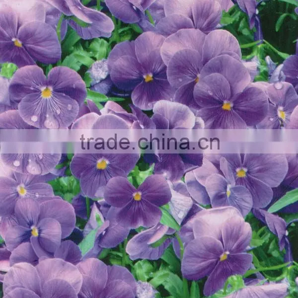 RD039 Camo Water Transfer Printing Film photo-5