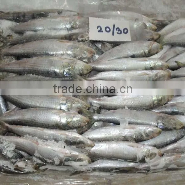 FROZEN SARDINE WHOLE ROUND photo-6