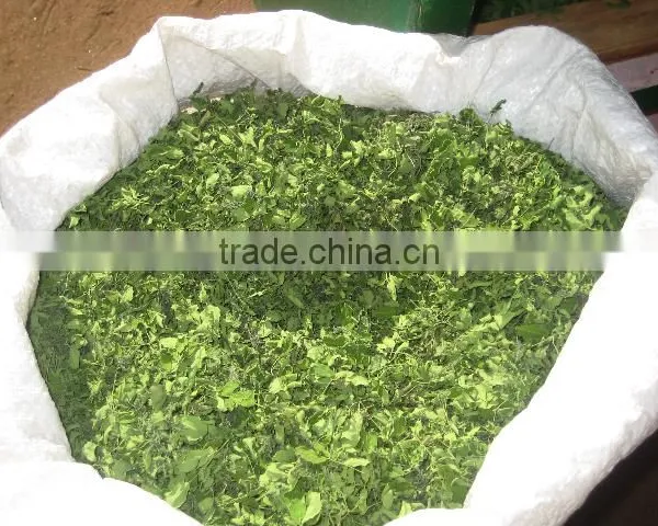 MORINGA DRIED LEAF/ MORINGA OLEIFERA photo-3
