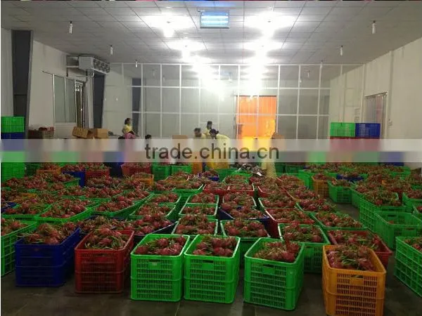 Dragon Fruit photo-4