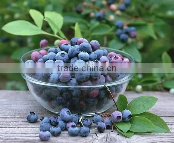 High Quality European Bilberry Extract photo-4
