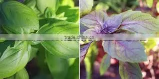 100% Natural & Pure Basil Oil / India's No. 1 Basil Oil / Basil Essential Oil photo-3