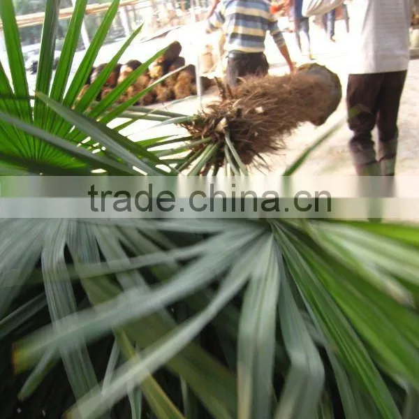 Trachycarpus fortunei windmill palms good leaves