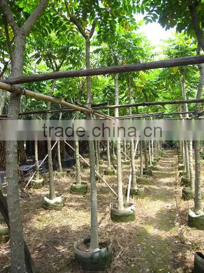 Spathodea Campanulata Nursery photo-3
