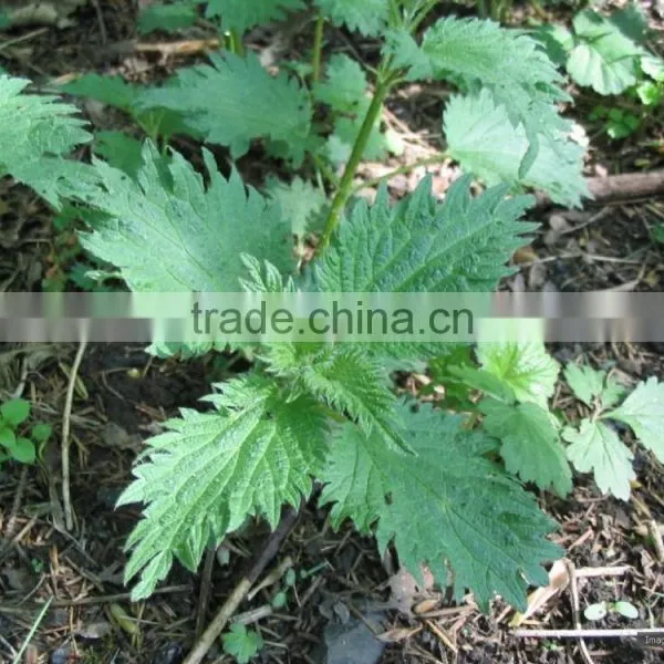 Natural Nettle Leaves Herbal Tea Reduce And Balance The Blood Pressure photo-4
