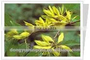 Red Clover P.E. photo-2