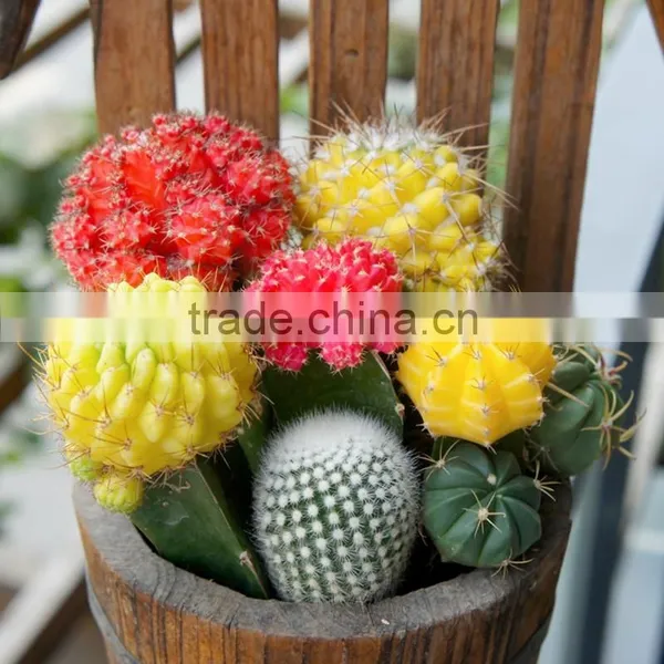 Baby Cactus Plant photo-3
