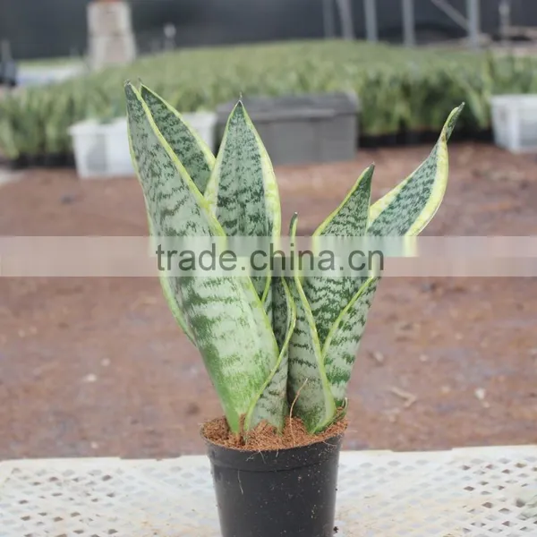 Making artificial sansevieria plant bonsai