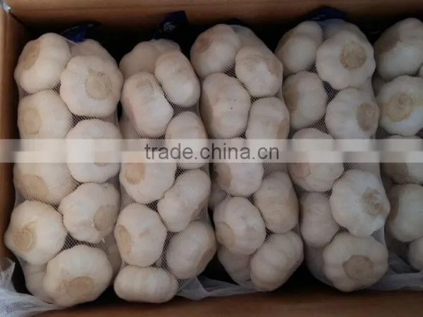 Normal White Fresh Garlic With Carton Mesh Bag photo-3