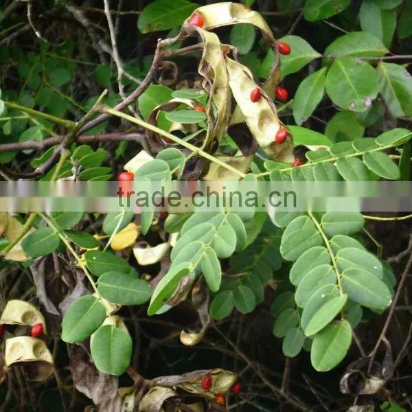 Adenanthera Pavonina Seeds ,Red Sandalwood, Bead Tree, Red Wood, Peacock Tree Seeds Marathi - Rakta Chandana, Hindi - Barigumchi