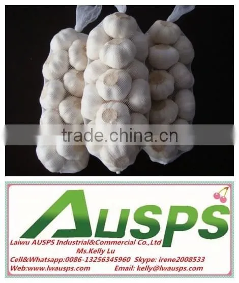 China Fresh Yellow Holland Potato photo-4
