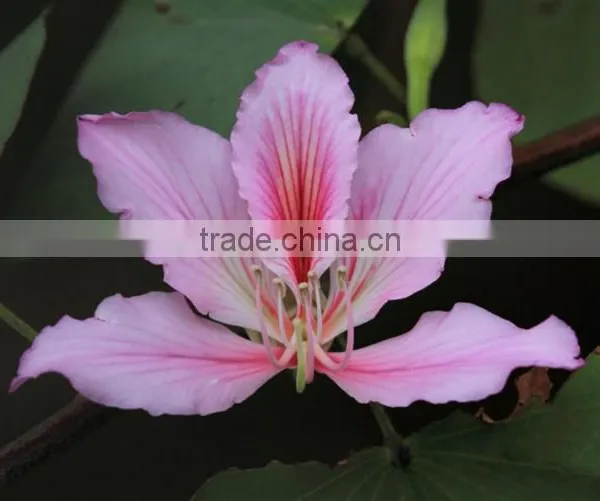 Bauhinia Variegata photo-3