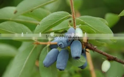 GMP Kosher Natural Lonicera Caerulea P.E Anthocyanidin photo-2