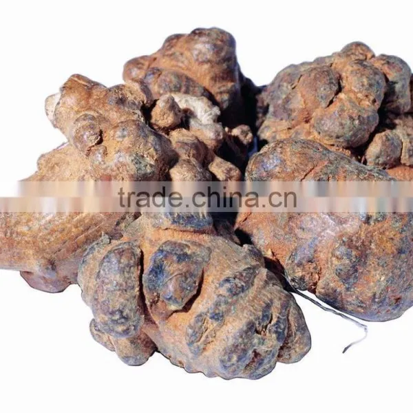 GMP Kosher Natural Panax Notoginseng Root Extract photo-2