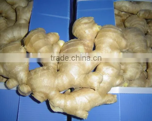 2016 Fresh Ginger photo-2