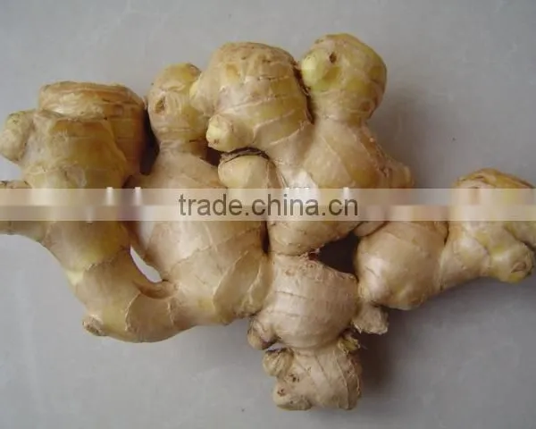 New Fresh Ginger photo-3