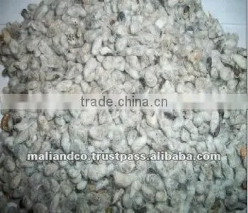 Cotton Seed
