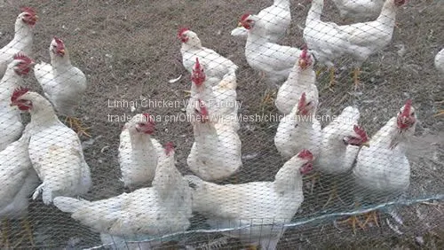 Hexagonal Poultry Net Wire Fence photo-3