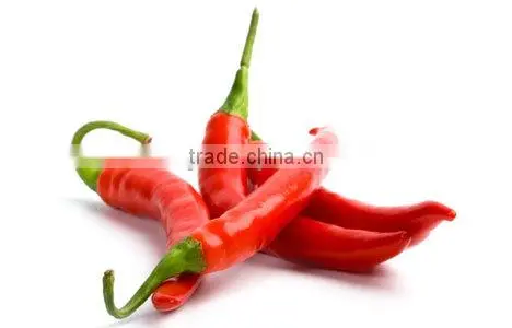 Fresh Hot Red Chili Exporting to China photo-2