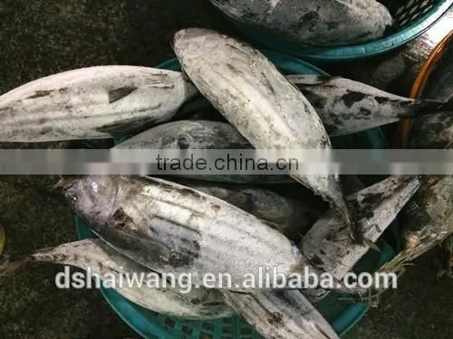 Frozen Seafood Skipjack Tuna Fish Sale With Size 300 - 750g + photo-5