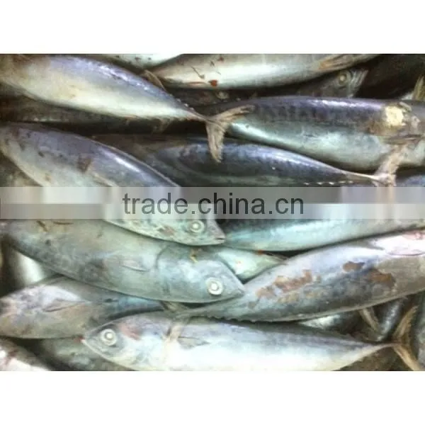 Frozen Bonito Tuna photo-4