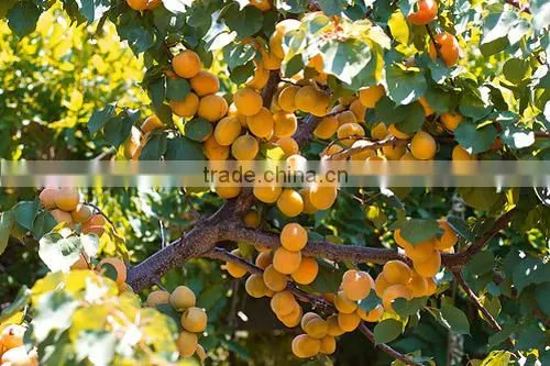 Apricots photo-3