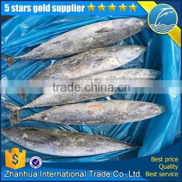 Frozen Bonito Wholesale, 500-700g Bonito Frozen