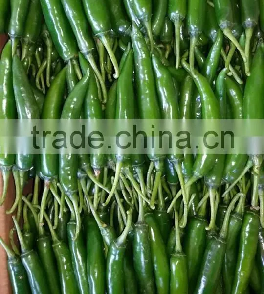 FRESH GREEN CHILI