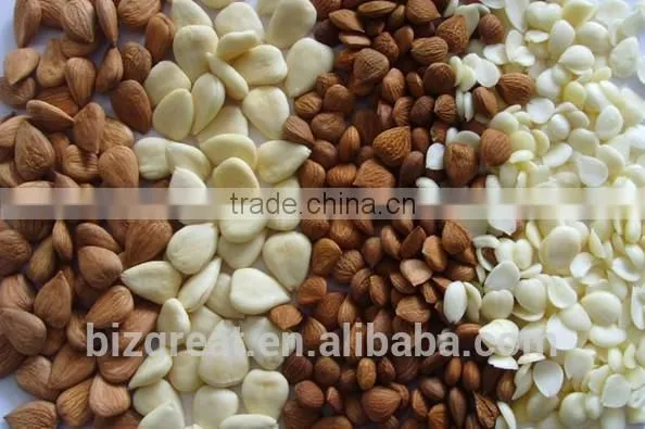 Longwang Bulk Sweet Apricot Kernels for Sales photo-5