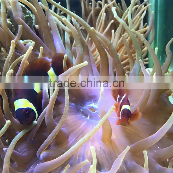60-80cm Marine Tank Led Aquarium Light Progammbale Dimmable 4 Channels Control photo-5