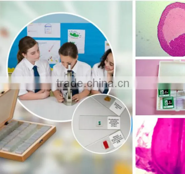 Chicken Embryo Teaching Slides photo-2