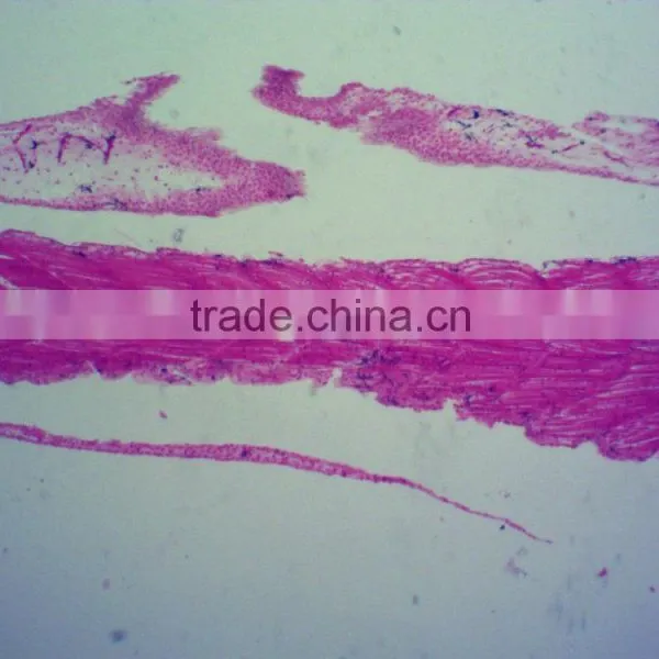 Biology Chick Embryo Microscope Slides photo-5