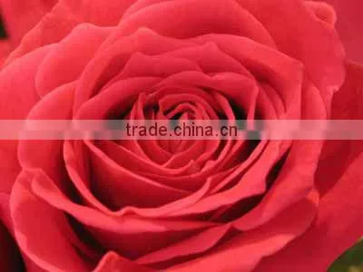 Rose Essential Oil
