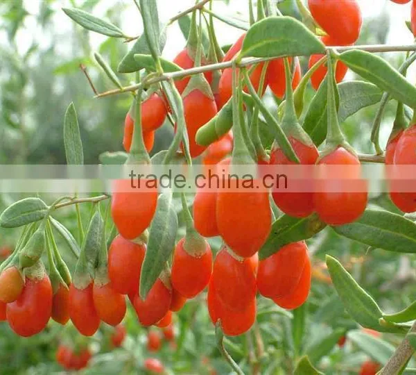 blue rhododendron Buy Blue Baron Rhododendron Online