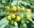 Hybrid Small Yellow Tomato Seeds for Sale-Yellow Angel photo-3